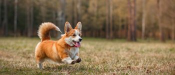 Cheerful Pembroke Welsh Corgi running in autumn park