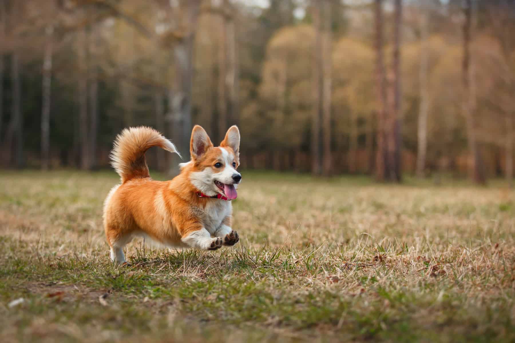 Is the adorable Pembroke Welsh Corgi the right dog for me? - K9 Web