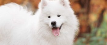 Cheerful Samoyed dog in an autumn park