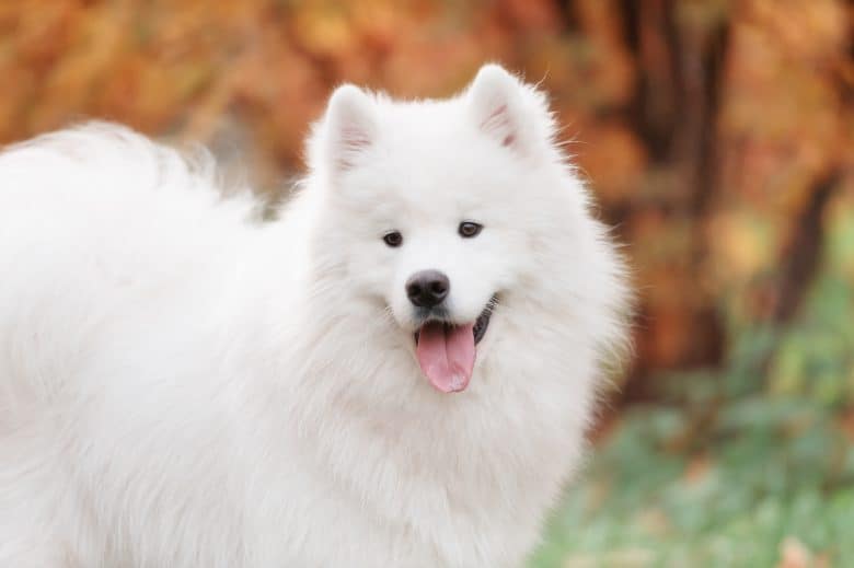Cheerful Samoyed dog in an autumn park