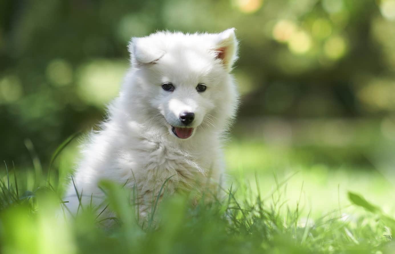 Samoyed Dog Breed A Guide to These Friendly Companions K9 