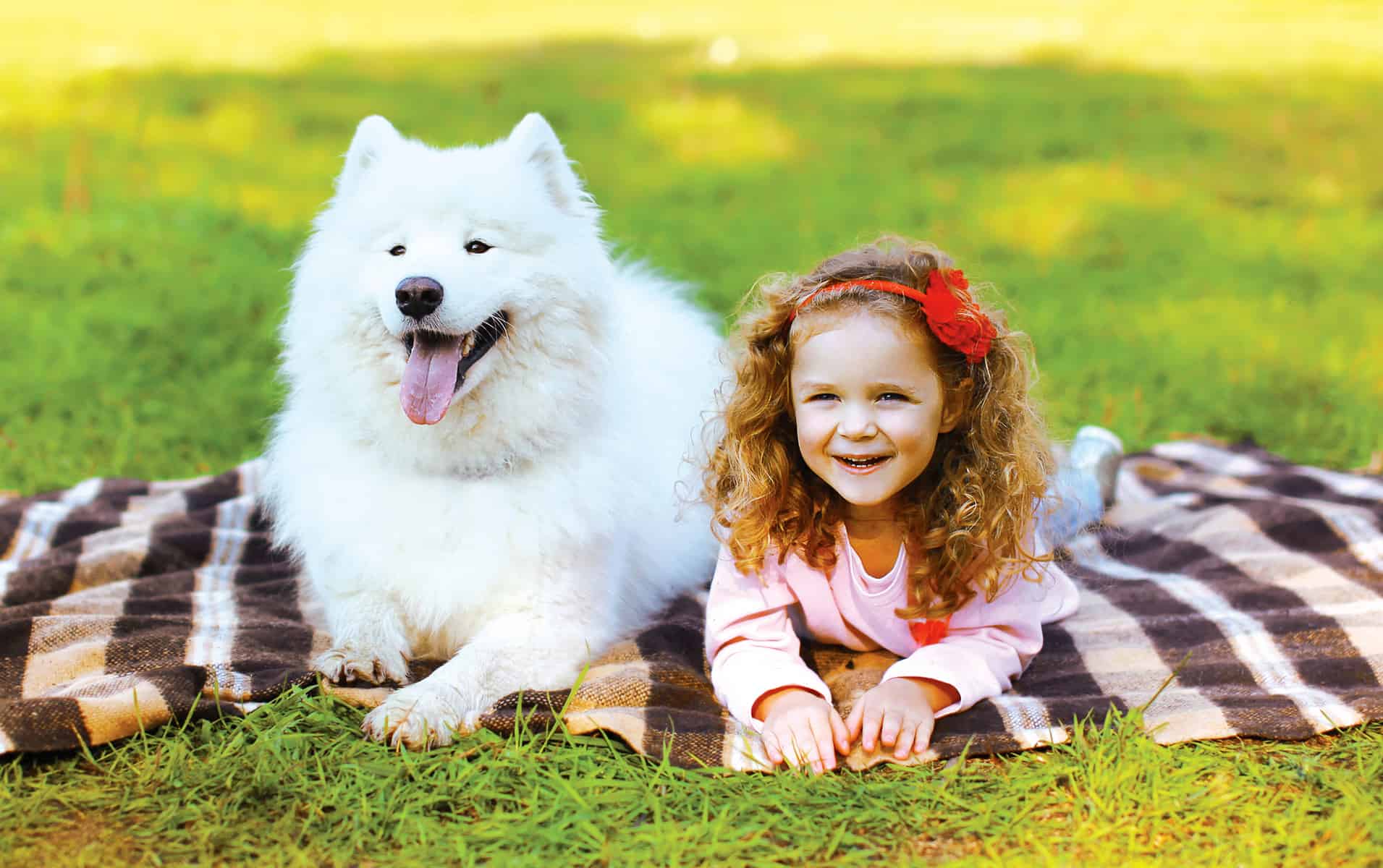 Samoyed Dog Breed A Guide to These Friendly Companions K9 