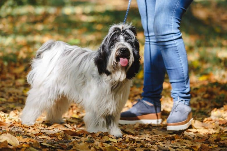 Cheerful Tibetan Terrier dog walking with its owner in a park
