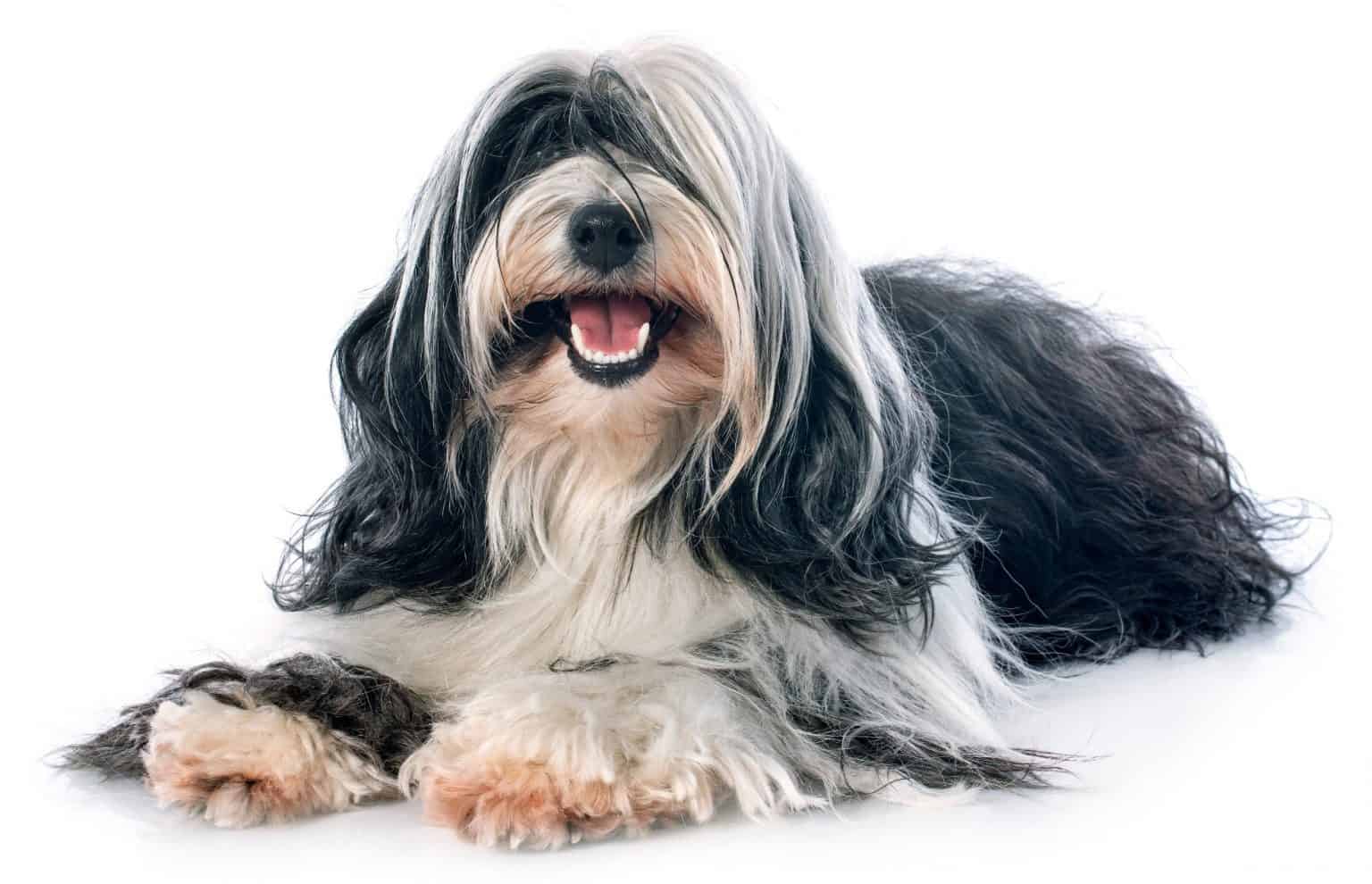 The Luck Bringers of Tibet Is the Tibetan Terrier right for you? K9 