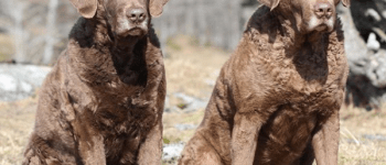 Meet the Chesapeake Bay Retrievers