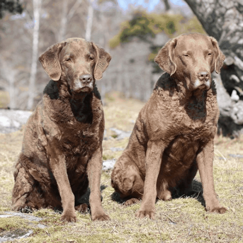Why is the Chesapeake Bay Retriever so beloved? K9 