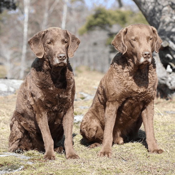 best chesapeake bay retriever breeders