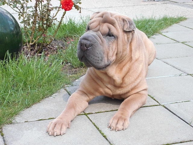 Chinese Shar Pei Dog Breed Faqs And Information K9 Web