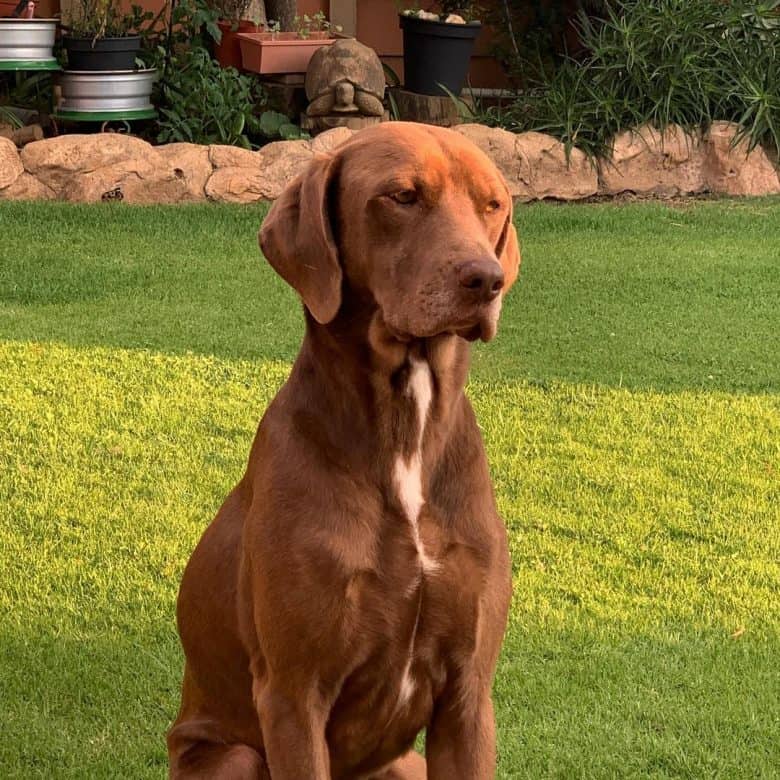 Chocolate Weimaraner Labrador mix dog