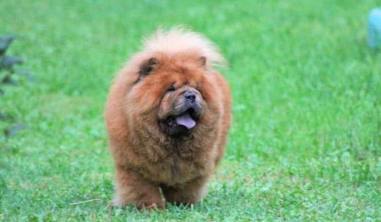 Chow Chow dog walking in the grassland