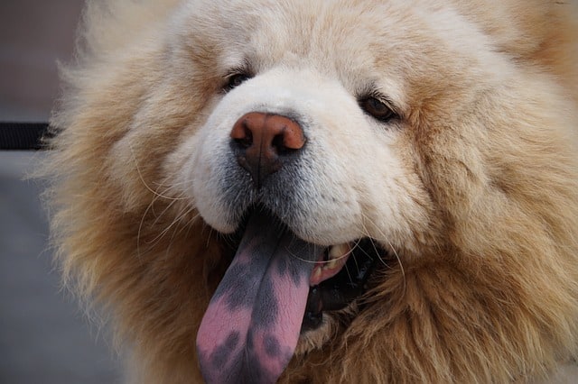 blue chow chows