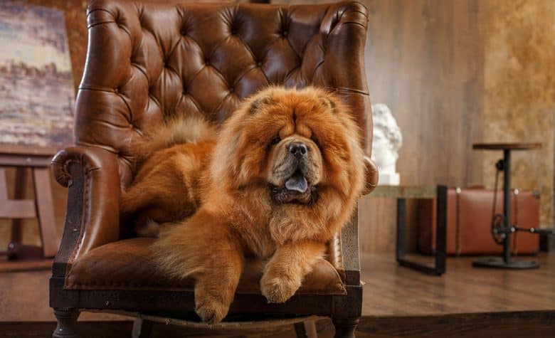 Chow Chow dog in a vintage chair