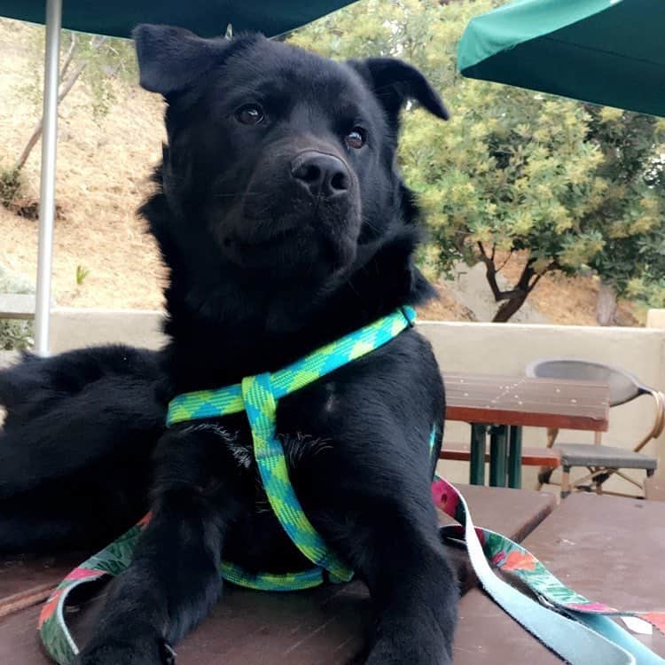 Chow Labrador Retriever mix dog looking afar