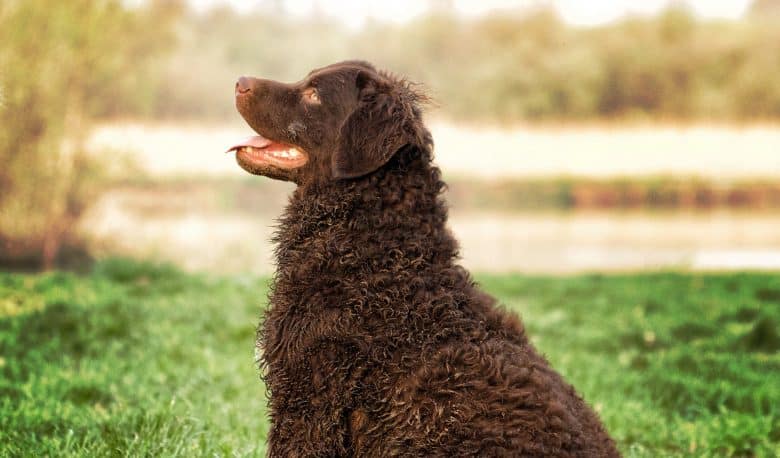 Close-up of Curly Coated Retriever sitting on a lawn