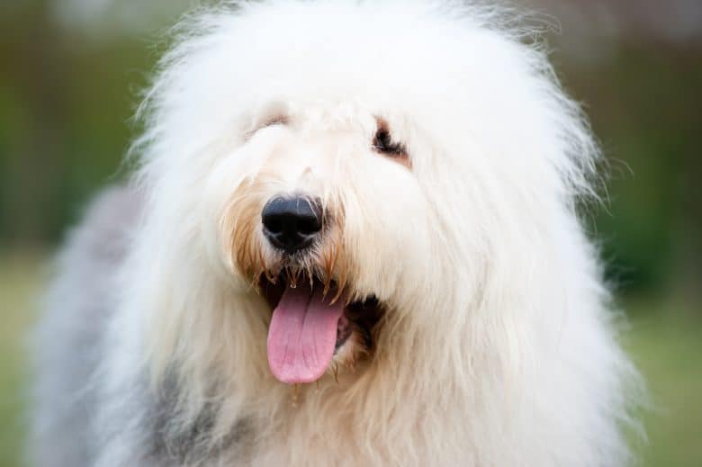 Cheerful Old English Sheepdog