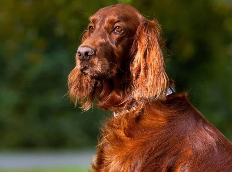 Close-up portrait of Irish Setter dog