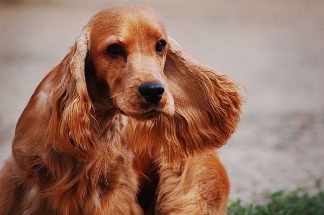 Close-up of a brown English Cocker Spaniel with long hair