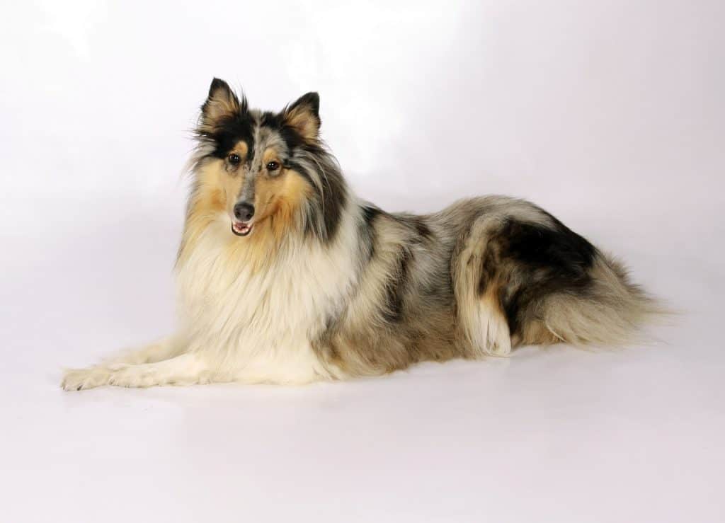 dog rough collie