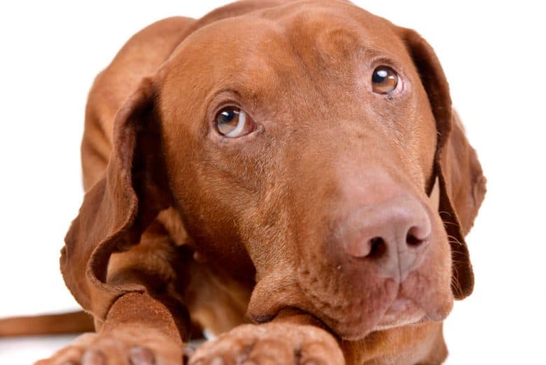 Curious Vizsla dog close-up portrait