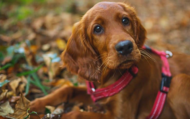 Curious young Irish Setter dog