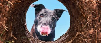 Cute black Labrador looking into a hole