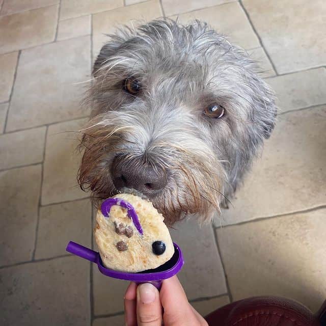Cute Glen of Imaal Terrier with its special dog ice cream