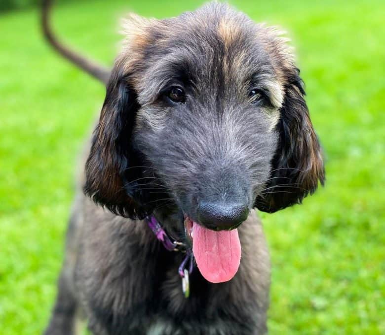Cute little Afghan Hound puppy