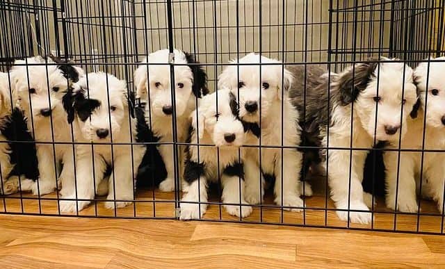 Cuccioli di Old English Sheepdog