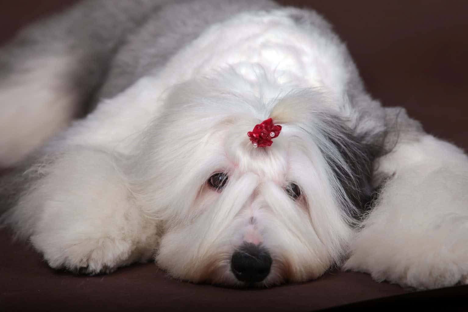 Old English Sheepdog Can a lovable shaggy dog be aggressive? K9 