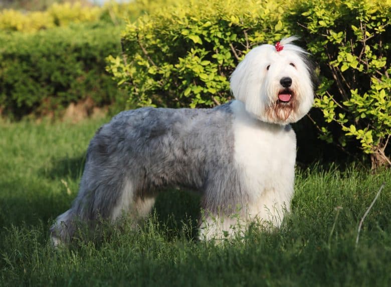 Carino Old English Sheepdog in posa all'aperto