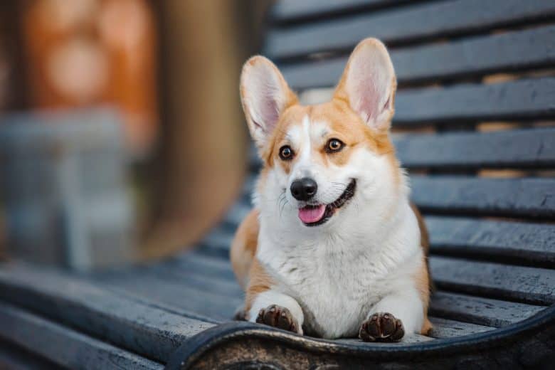 Cute Pembroke Welsh Corgi lying on outdoor bench