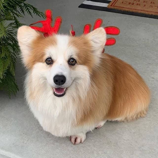 Cute Pembroke Welsh Corgi wearing reindeer hat
