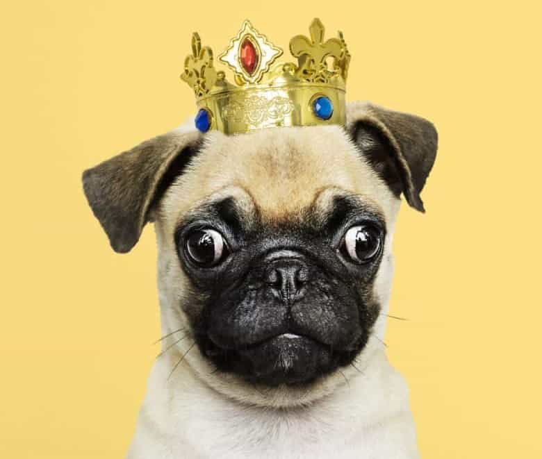 Cute Pug dog wearing a crown