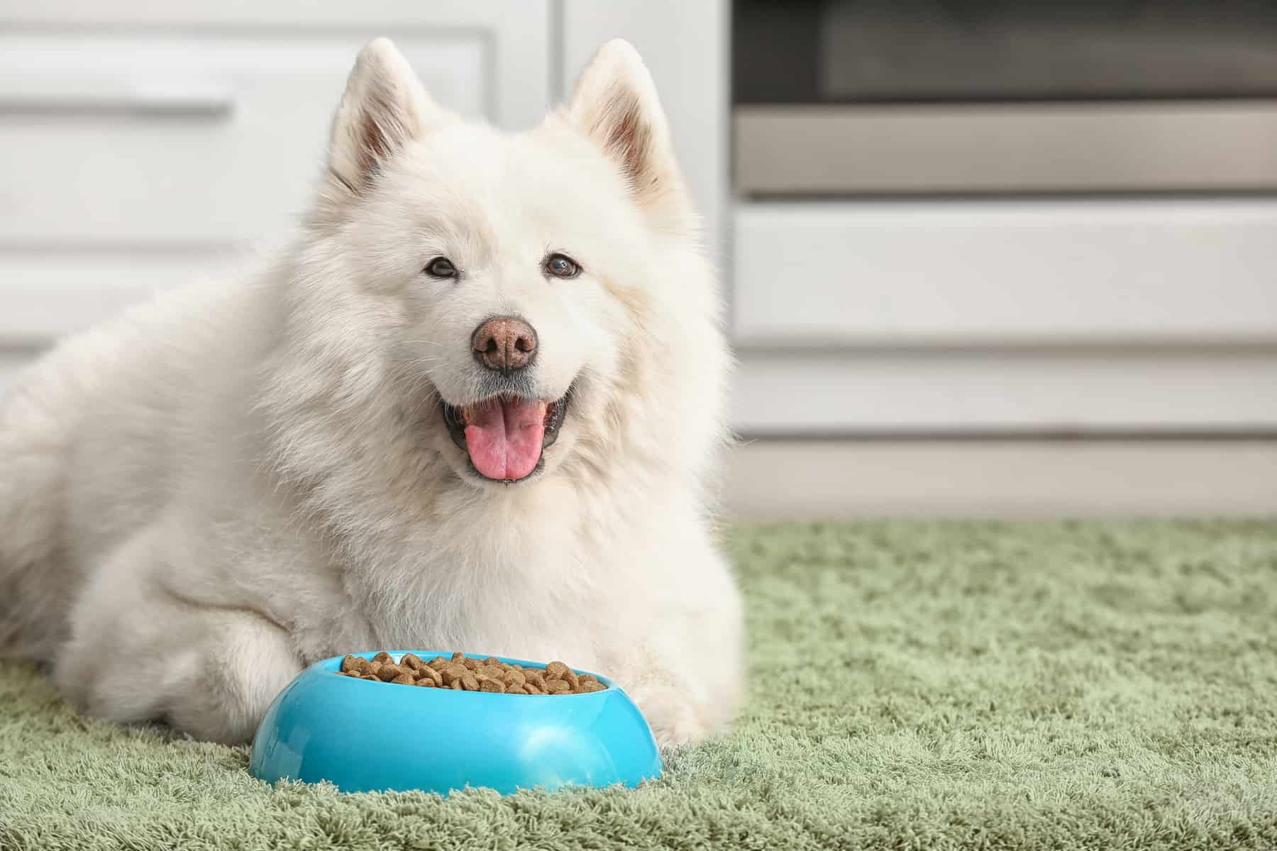 Samoyed Dog Breed A Guide to These Friendly Companions K9 