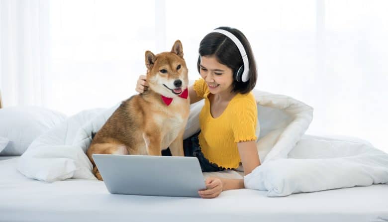 Shiba Inu dog watching movie with its owner