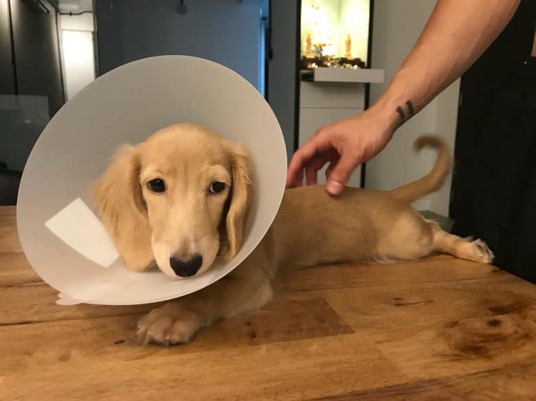 Sick Dachshund dog wearing cone collar