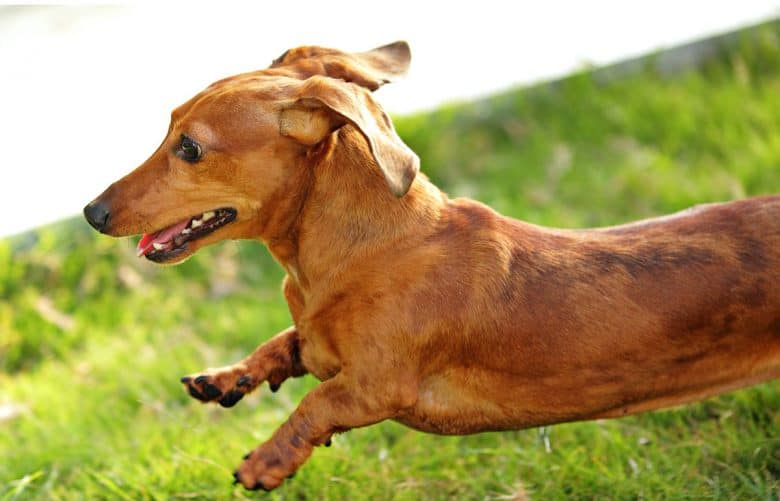 Dachshund running on the field