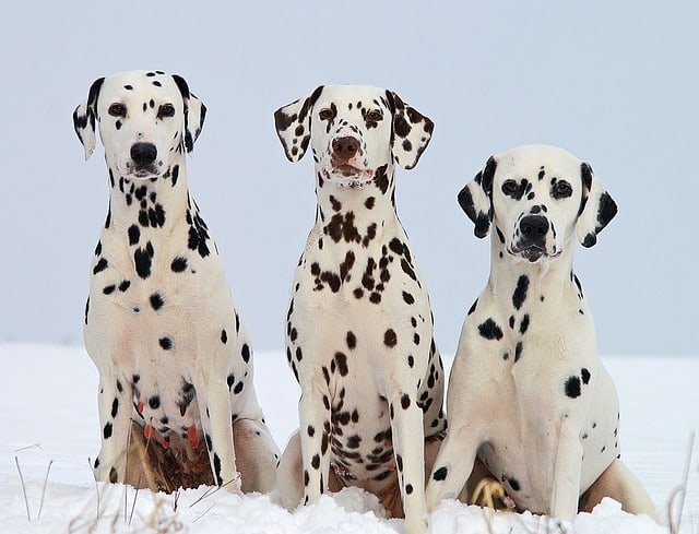 what is a dalmatian