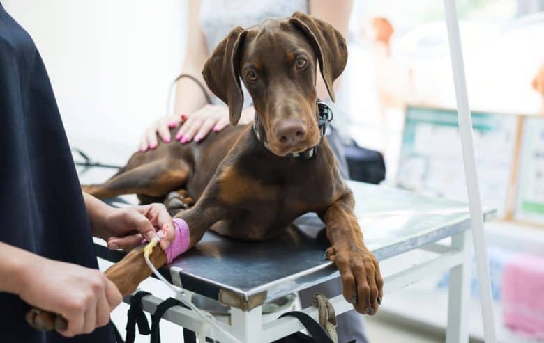 Doberman dog on a veterinary clinic and get an infusion