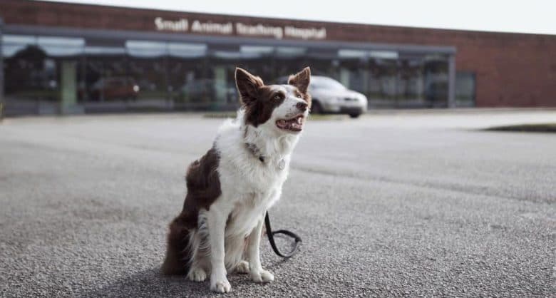 Dog sitting outside diagnosed with Canine Hip Dysplasia
