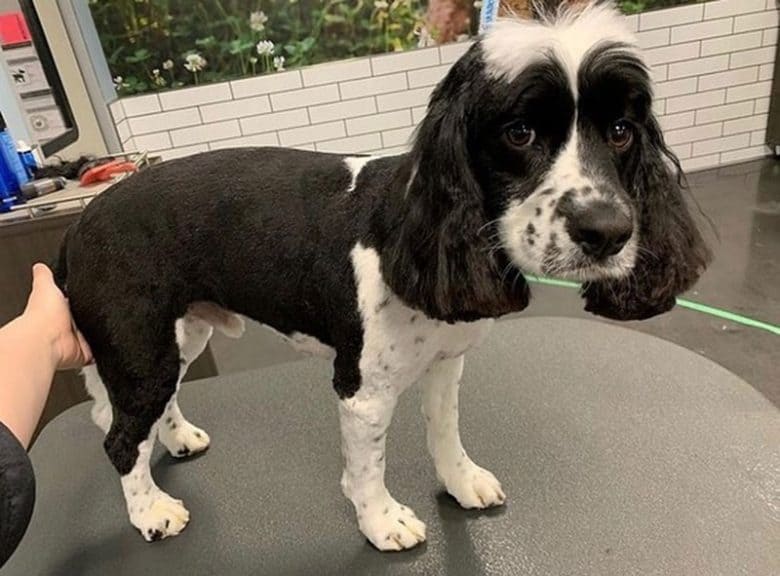 English Cocker Spaniel dog grooming