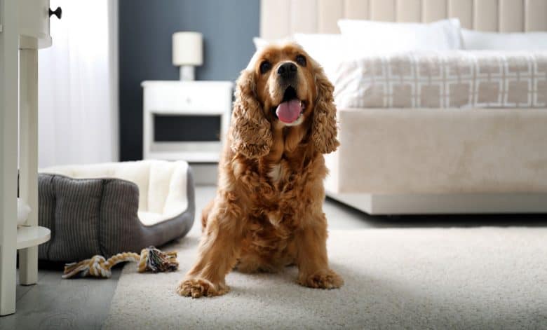 English Cocker Spaniel dog sitting on the carpet