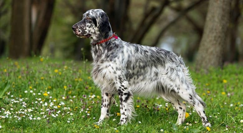 English Setter dog standing on the meadow