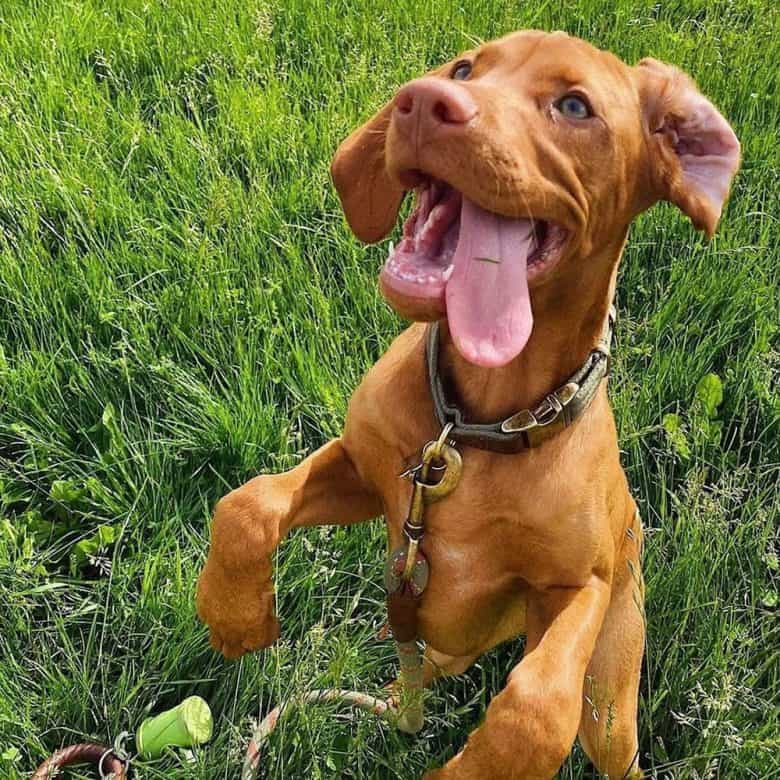 Excited Vizsla dog standing on the grass