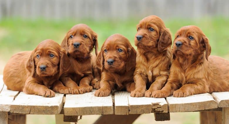 Five Irish Setter puppies at the top of the table