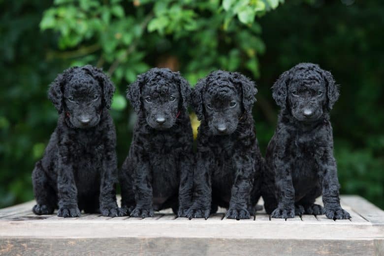 Four adorable Curly Coated Retriever puppies posing outdoor