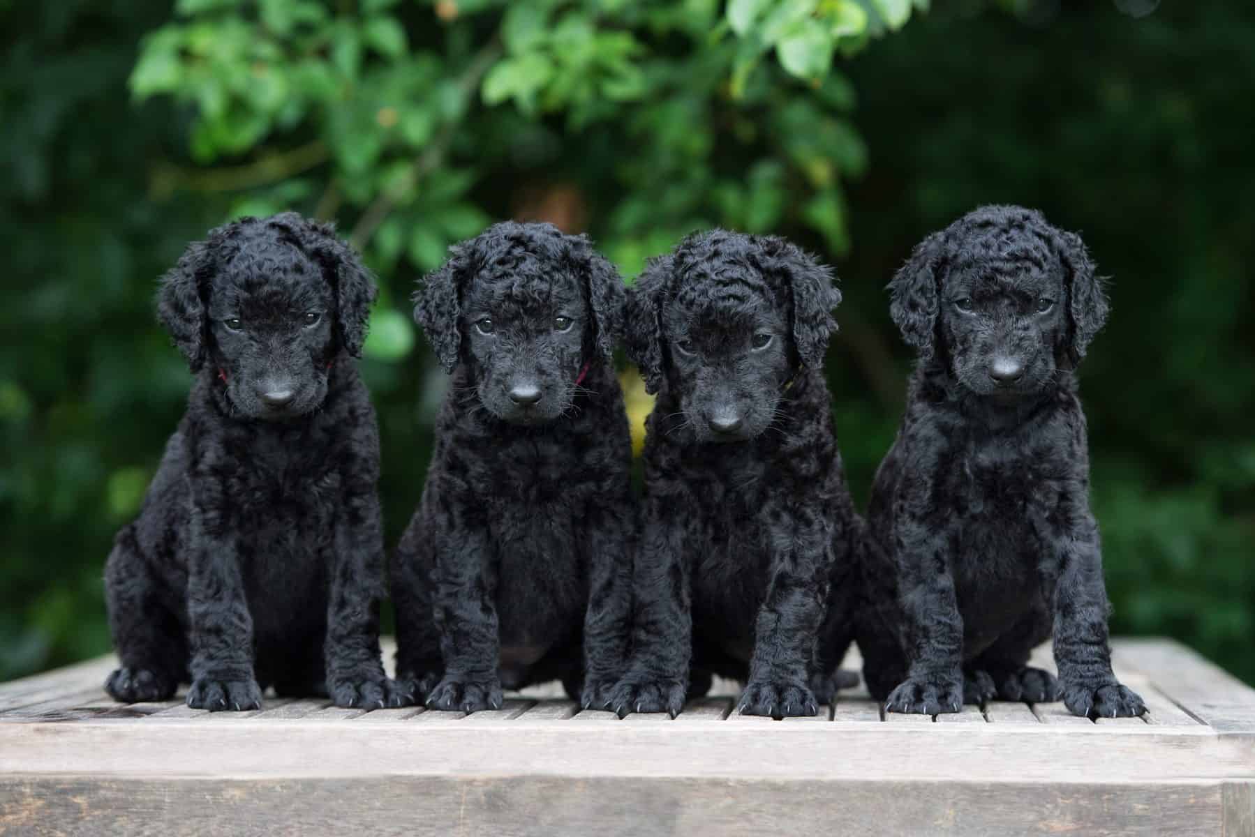 The Curly Coated Retriever Everything You Need to Know K9 Web