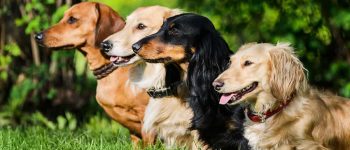 Four Dachshund dogs sitting on the grass