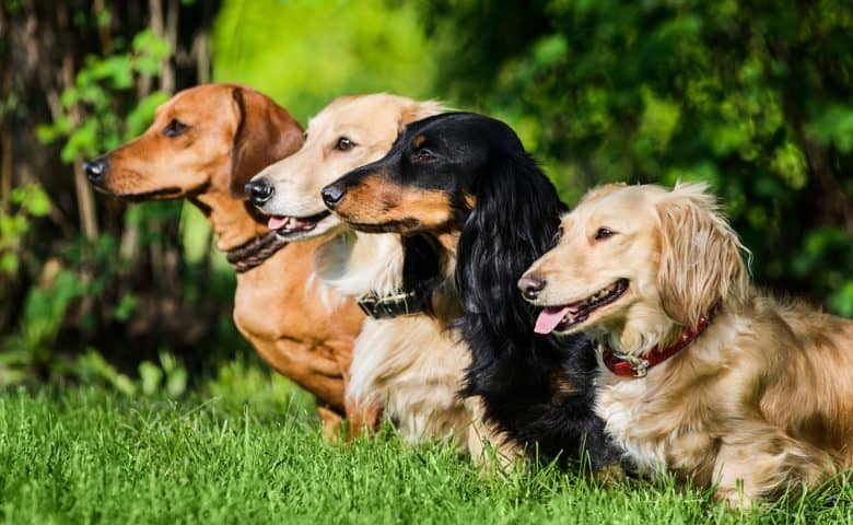 Four Dachshund dogs sitting on the grass