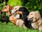 Dachshund Colors: Get to Know The Rare and Most Loved